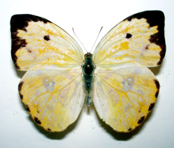 Phoebis argante larra bilateral mosaic gynandromorph from French Guiana (Internet Image property of respective owner, non-commercial use only)